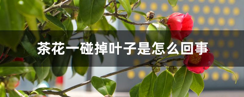茶花一碰掉叶子是怎么回事 茶花一碰掉叶子是怎么回事