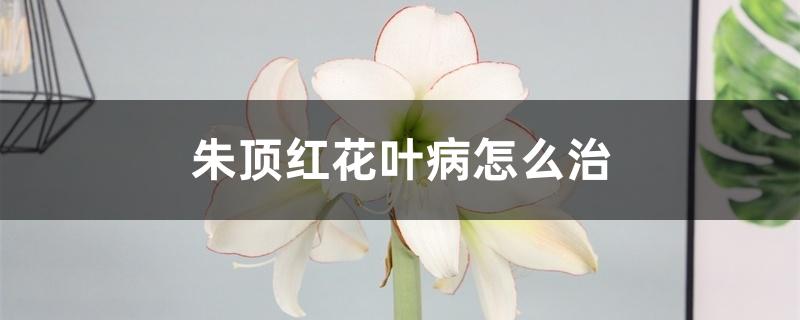朱顶红花叶病怎么治 朱顶红花叶病怎么治