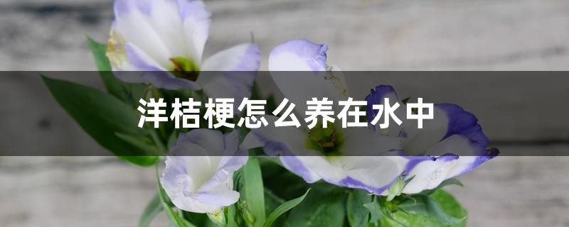 洋桔梗怎么养在水中 洋桔梗怎么养在水中