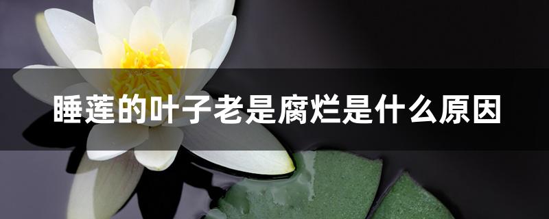 睡莲的叶子老是腐烂是什么原因 睡莲的叶子老是腐烂是什么原因