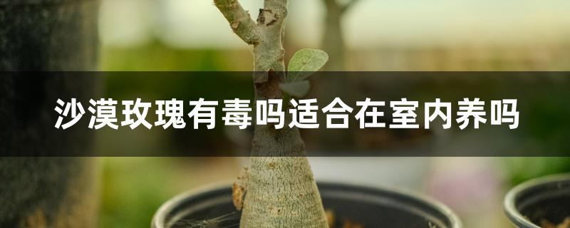 沙漠玫瑰有毒吗适合在室内养吗 沙漠玫瑰有毒吗适合在室内养吗