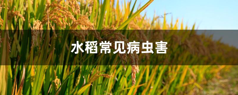 水稻常见病虫害
