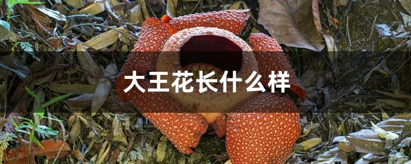 大王花长什么样 大王花长什么样