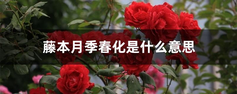 藤本月季春化是什么意思 藤本月季春化是什么意思