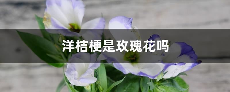 洋桔梗是玫瑰花吗 洋桔梗是玫瑰花吗