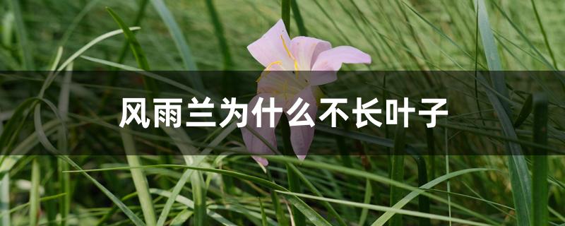 风雨兰为什么不长叶子 风雨兰为什么不长叶子