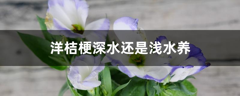 洋桔梗深水还是浅水养 洋桔梗深水还是浅水养