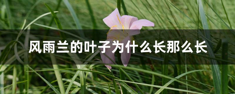 风雨兰的叶子为什么长那么长