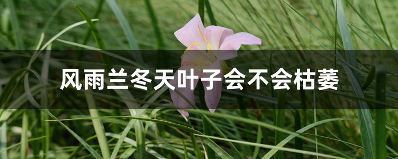 风雨兰冬天叶子会不会枯萎 风雨兰冬天叶子会不会枯萎