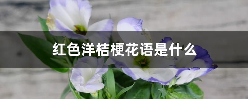 红色洋桔梗花语是什么 红色洋桔梗花语是什么