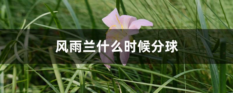 风雨兰什么时候分球 风雨兰什么时候分球