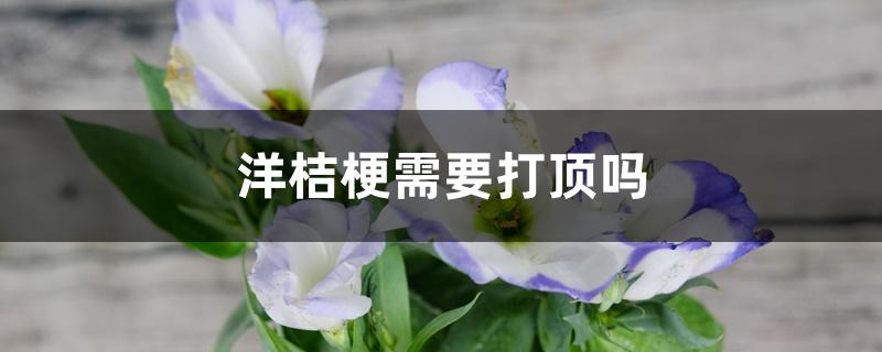 洋桔梗需要打顶吗 洋桔梗需要打顶吗