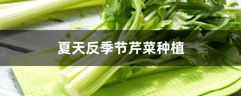 夏天反季节芹菜种植 夏天反季节芹菜种植