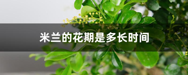 米兰的花期是多长时间 米兰的花期是多长时间