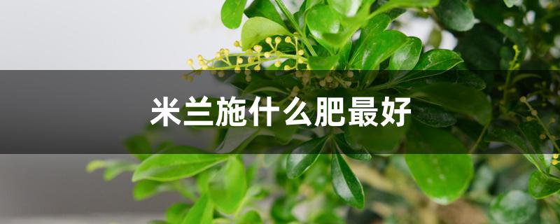 米兰施什么肥最好 米兰施什么肥最好
