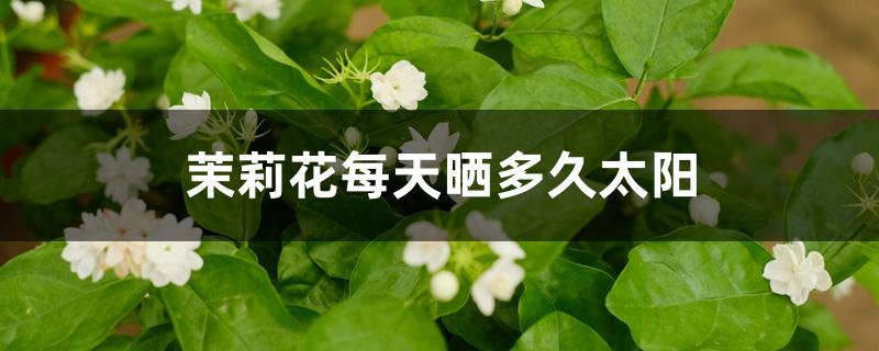 茉莉花每天晒多久太阳 茉莉花每天晒多久太阳