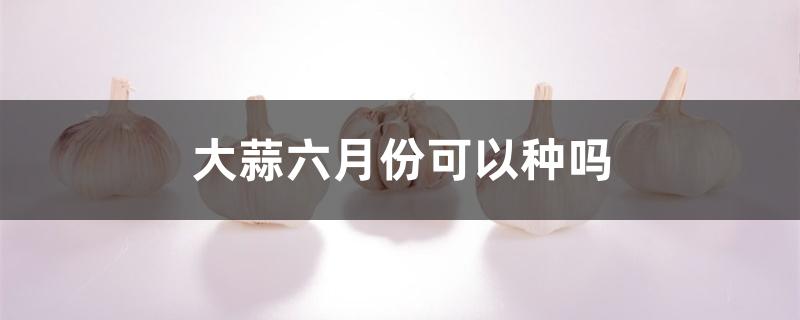 大蒜六月份可以种吗 大蒜六月份可以种吗