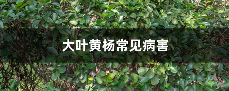 大叶黄杨常见病害 大叶黄杨常见病害