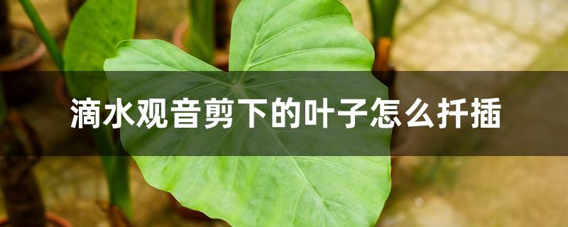 滴水观音剪下的叶子怎么扦插 滴水观音剪下的叶子怎么扦插