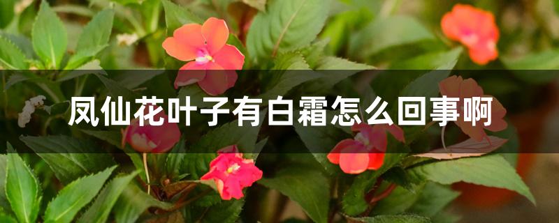 凤仙花叶子有白霜怎么回事啊