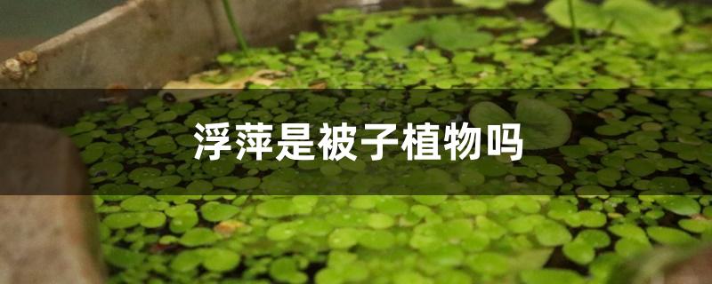 浮萍是被子植物吗 浮萍是被子植物吗