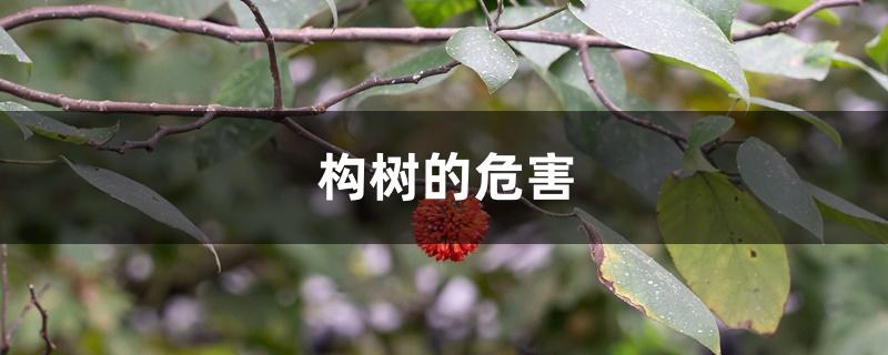 构树的危害 构树的危害