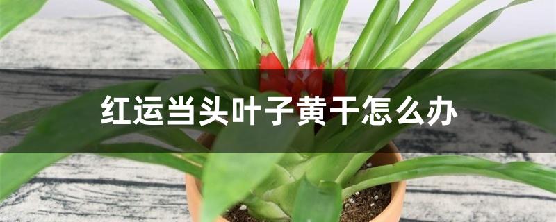 鸿运当头叶子黄干怎么办 鸿运当头叶子黄干怎么办