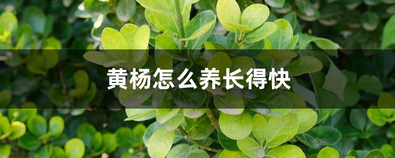 黄杨怎么养长得快 黄杨怎么养长得快