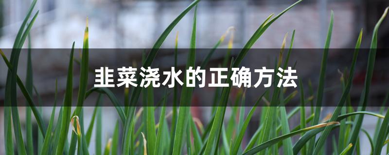 韭菜浇水的正确方法 韭菜浇水的正确方法