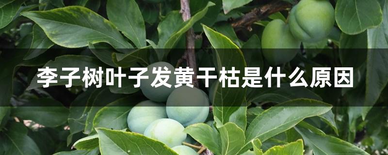 李子树叶子发黄干枯是什么原因 李子树叶子发黄干枯是什么原因