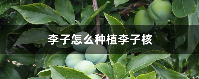 李子怎么种植李子核
