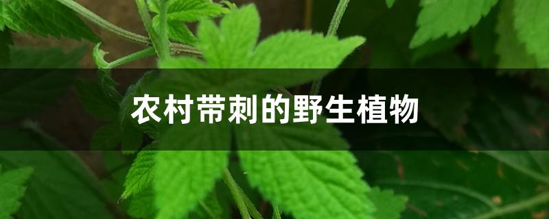 农村带刺的野生植物 农村带刺的野生植物