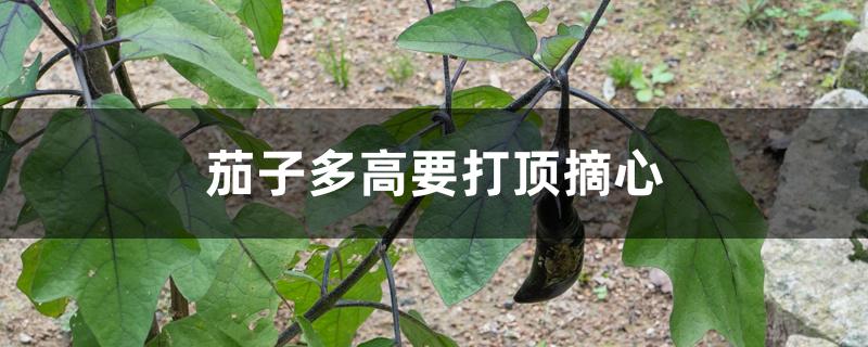 茄子多高要打顶摘心 茄子多高要打顶摘心