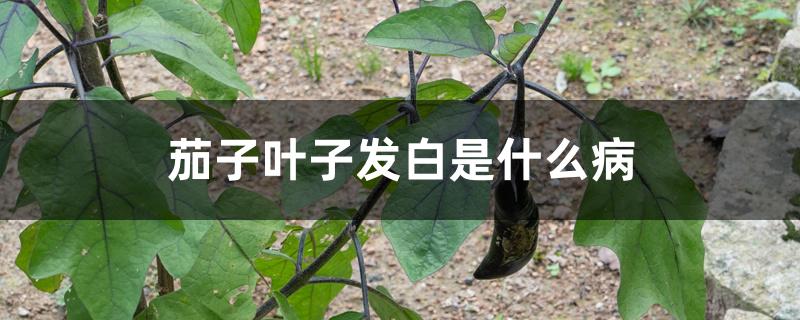 茄子叶子发白是什么病 茄子叶子发白是什么病