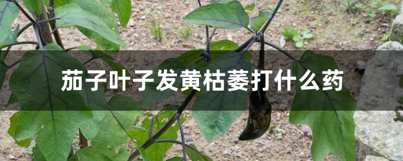 茄子叶子发黄枯萎打什么药 茄子叶子发黄枯萎打什么药
