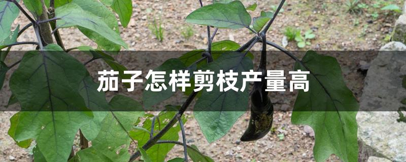 茄子怎样剪枝产量高 茄子怎样剪枝产量高