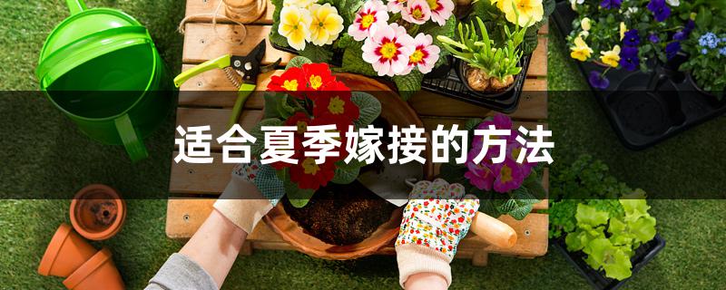 适合夏季嫁接的方法 适合夏季嫁接的方法