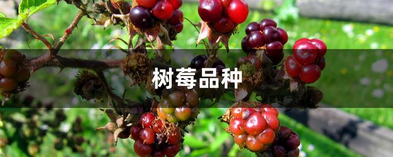 树莓品种 树莓品种