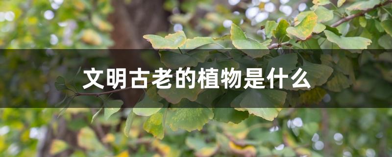 文明古老的植物是什么