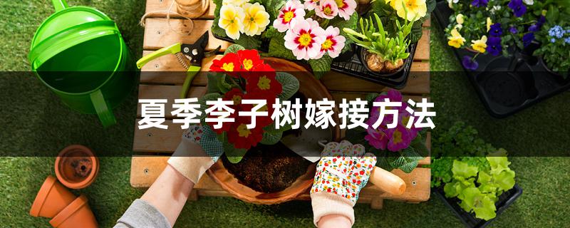 夏季李子树嫁接方法 夏季李子树嫁接方法