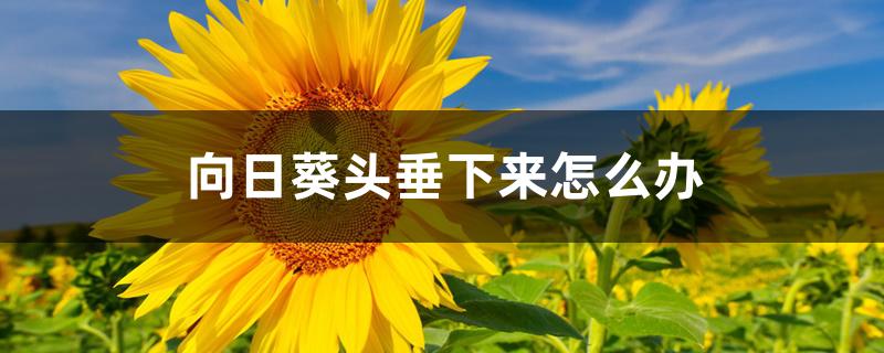 向日葵头垂下来怎么办 向日葵头垂下来怎么办