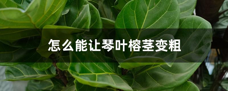 怎么能让琴叶榕茎变粗 怎么能让琴叶榕茎变粗