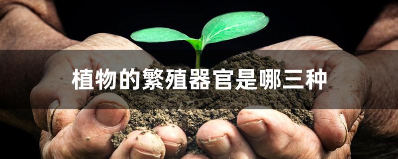 植物的繁殖器官是哪三种 植物的繁殖器官是哪三种