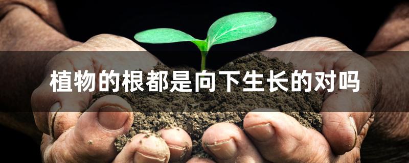 植物的根都是向下生长的对吗 植物的根都是向下生长的对吗