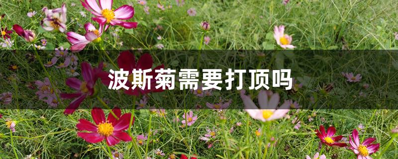 波斯菊需要打顶吗 波斯菊需要打顶吗