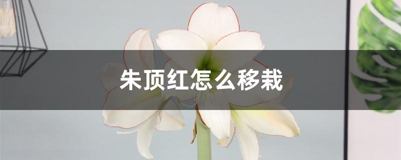 朱顶红怎么移栽 朱顶红怎么移栽