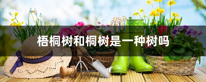 梧桐树和桐树是一种树吗 梧桐树和桐树是一种树吗