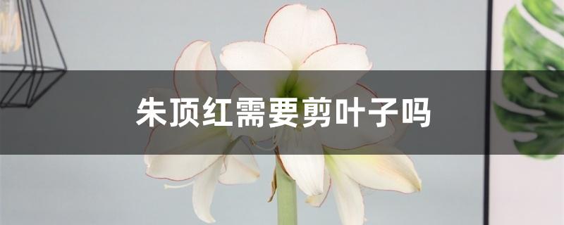 朱顶红需要剪叶子吗