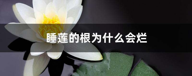 睡莲的根为什么会烂 睡莲的根为什么会烂