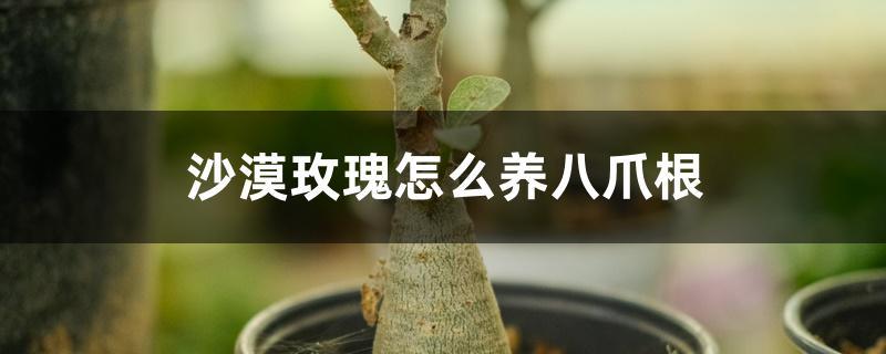 沙漠玫瑰怎么养八爪根 沙漠玫瑰怎么养八爪根